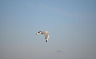 Seagull Bird Beak