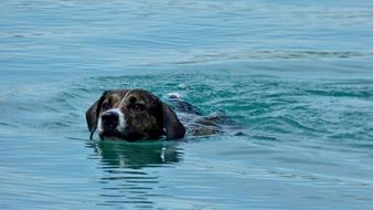 Dog Floats