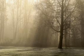 rays of sunlight trees silhouette