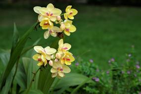 Flowers Orchids Phu