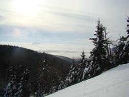 trees winter mountain