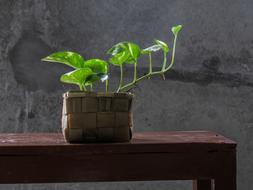 green leaves in pot decoration