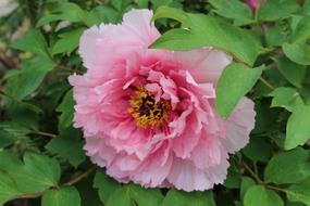 beautiful rosebud in the grass
