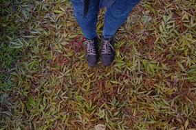 Shoes Feet on Leaves