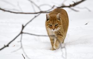 Animals Cat Tabby