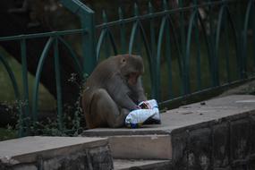 cute monkey sits