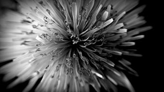 black and white photograph of a flower up close