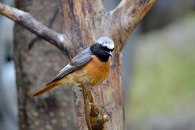 Bird Nature Animal