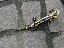 lizard crawling on the road