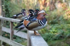 Duck Colorful Plumage