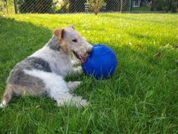 Dog Fox Terrier Meadow