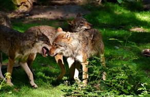 Wolves Wild Animals Forest Young