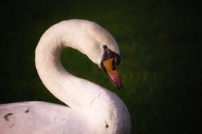 Swan Lake at Water