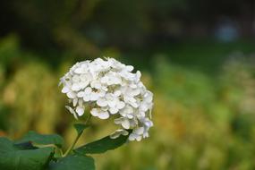 Hydrangea Viburnum Flower