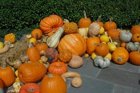 Fresh orange pumpkins