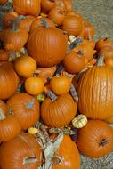 fall holiday pumpkins