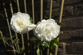 Rose Nature Way Of The Roses