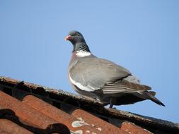 Dove Roof Bird