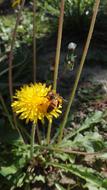 insect on a yellow flower