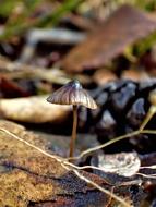 cute little mushroom
