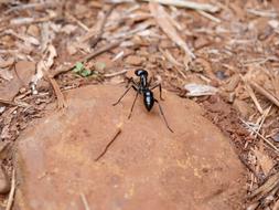 tiger ant in iguazu nature park