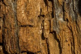 Wood Texture Background
