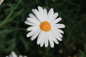 a big daisy in the green grass