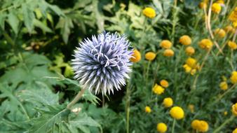 spiny flower in the garden