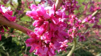 bush pink looks beautiful