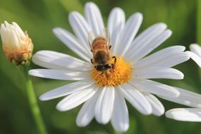 Daisy White Flower