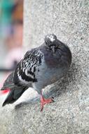 Dove Bird Animal