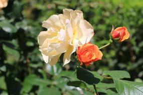Rose White Flower