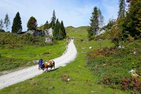 Alm Austria Wilder