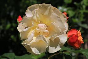 big rose white red