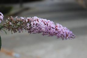 garden pink flower