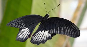 black and white papilio lowi, close-up