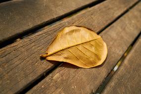 yellow Leaves on Wood