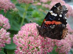 Butterfly Insect Mixed