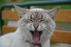 Yawning Cat Domestic Animal