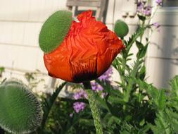 Poppy Blooming Flower
