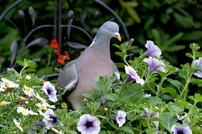 Bird Dove Ringdove Columba