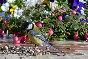 Animal Bird Tit Parus