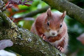 red squirrel on a branch in the garden