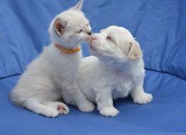 white Cat and Puppy