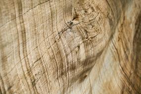 Brown Tree texture