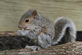 Squirrel Eating Wildlife