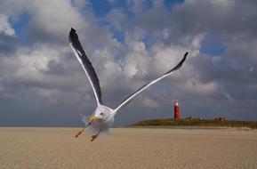 seagull hovering above the beach