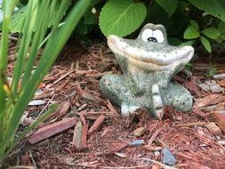 Frog Plants Nature