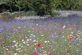 flowers grass road beautiful