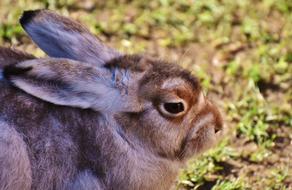 Cute hare in Zoo